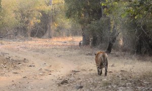 Two Territorial Tigers Come Face to Face
