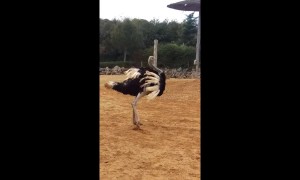 Excited ostrich performs wild, balletic spinning moves