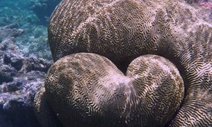 Heart Shaped Coral Discovered During Dive