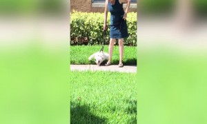 Dog Never wants Walk to End!