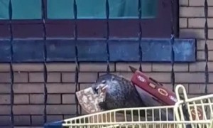 Groundhog Gorges on Pizza