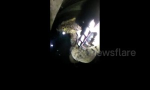 Forest officials rescue leopard from 40-feet well using a torchlight