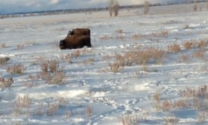 Beautiful Bison Migration in Wyoming