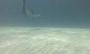 Dolphins Play with Puffer Fish