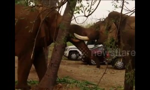 Wild and captive elephants baffle forest officials with their unlikely friendship