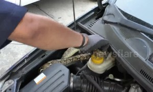 Driver left in shock after finding large python curled up in his car engine