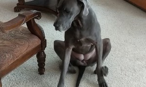Great Dane Uses Both Legs to Scratch