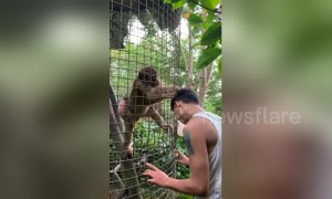 Helpful monkey tries to groom tourist's hair at wildlife park in China