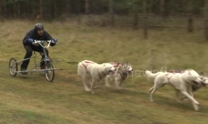 Excited huskies mush around Suffolk forest in dog-racing championship