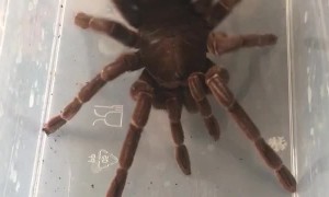 Twerking Tarantula