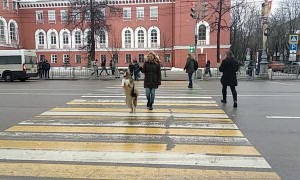 Dog's Strange Way of Walking
