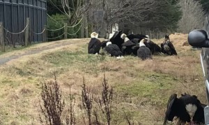 Awesome Eagle Encounter