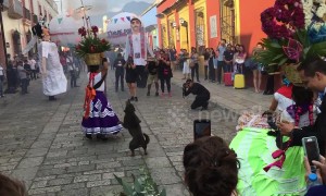Dancing stray dog steals the show at Mexico festival