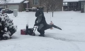 Velociraptor Fights Ice Age One Driveway at a Time