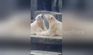 French kissing polar bears captivate visitors at Budapest zoo
