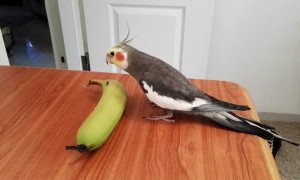 Bird Sings If You're Happy and You Know It