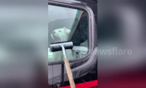 Puppy protects owner's truck window from squeegee