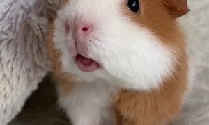 Guinea Pig Loves Tomatoes