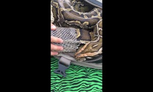 Giant python sheds skin with help from veterinarian in Chile