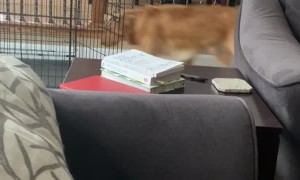 Dog Trained to Go to Bed When Gaming Console Turns Off