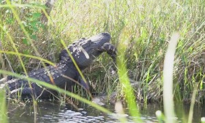 Clash of the Titans! Huge alligator battles with 16-foot python