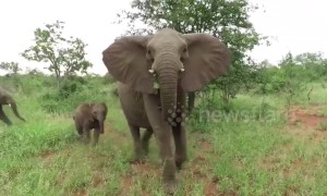 Aussie tourists encounter terrifying elephant stampede in Kruger National Park