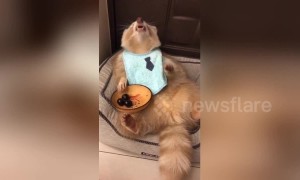 Excited raccoon enjoys munching on delicious cherries