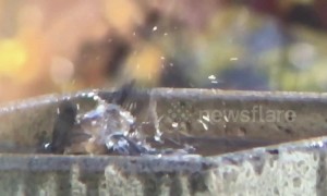 Strangely mesmerising slow-motion footage shows off bird bathing