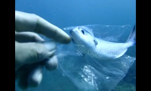 Diver rescues tiny fish stuck inside plastic bag
