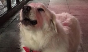Dog Joins in with Passing Sirens