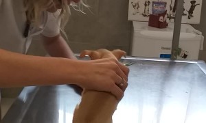 Boy Can't Handle Dog's First Vet Visit