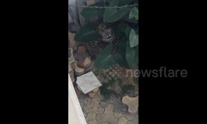 Resident terrified after finding leopard hiding in neighbour's courtyard