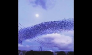 Starlings dance overhead during a moonlit murmuration in Herefordshire