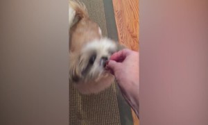 Pets and Babies say I Love You!