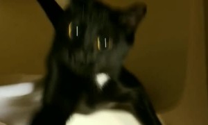 Cat in Bathtub Needs His Privacy