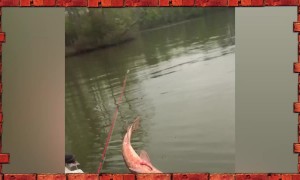 Cute, WIn, or Fail? | Funny Fishing