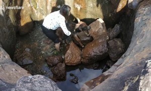 Passersby Rescue Injured Calf From Deep Trench In Rural India