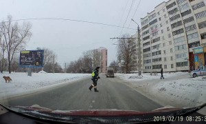 Cute Canine Gets Some Help Crossing