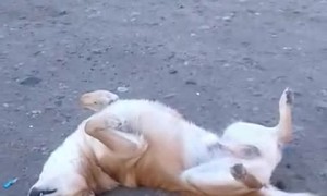 Red Dog Resting in Russia