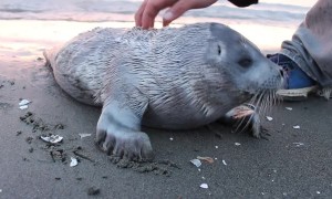 Seal Pup Gets a Good Scratch