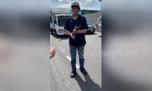 Drivers stop traffic to rescue kitten from underneath car on Thai motorway