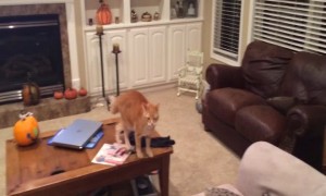 Cat and Dog have Sibling Spat