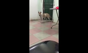 Sneaky dog tiptoes his way around the house