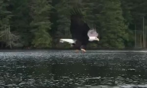 Eagle Works Smarter Not Harder