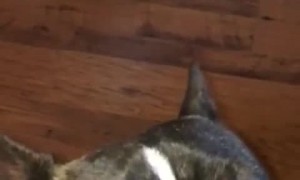 French Bulldog gets totally sold out by best friend