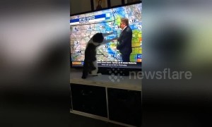 Cat launches attack on TV after bad news from the weather man