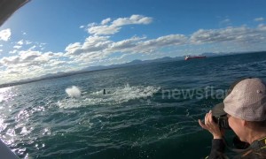 Great white thrashes around chasing seal off South Africa