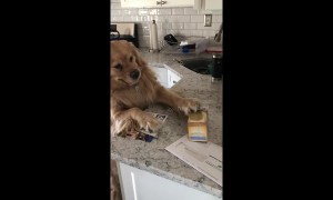 Desperate for a cuppa: golden re-tea-ver tries to grab box from countertop