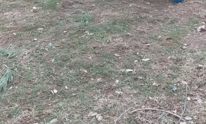 Turkey With Some Soccer Skills