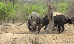 Huge rhino effortlessly steals shady spot from group of buffalo during heatwave